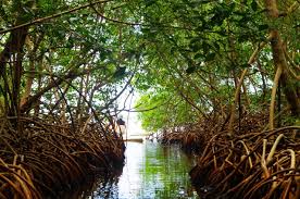 mangrove-de-guadeloupe